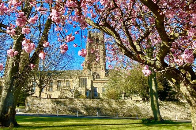 Blossom Durham Cathedral - Spring_cropped.jpg